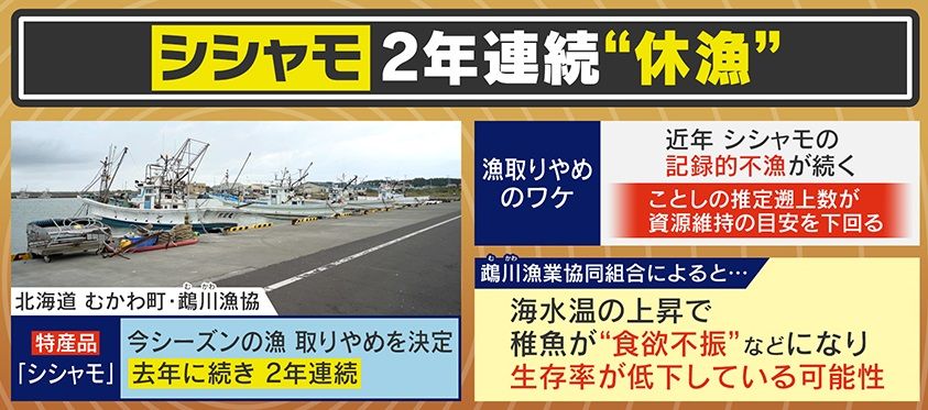 “シシャモの町”で2年連続シシャモ漁取りやめ