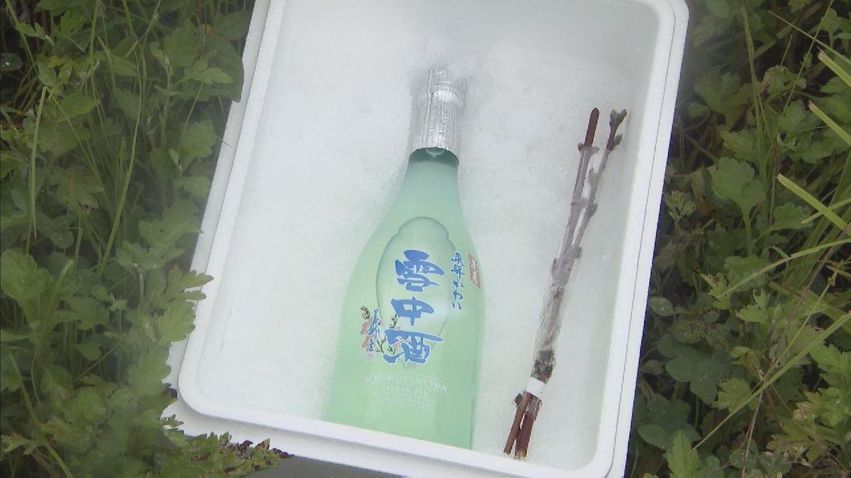 冬にしか味わえない生酒を真夏にも 「雪中酒」の蔵出し作業始まる　岐阜・飛騨市
