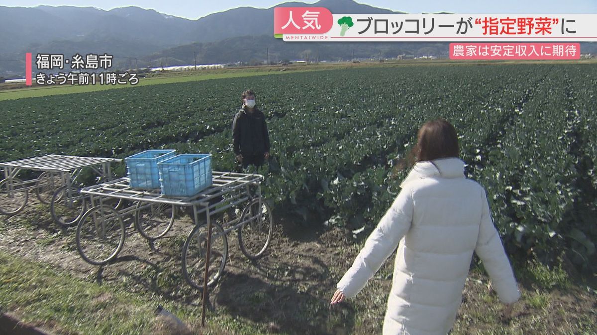 福岡・糸島市のブロッコリー農家は