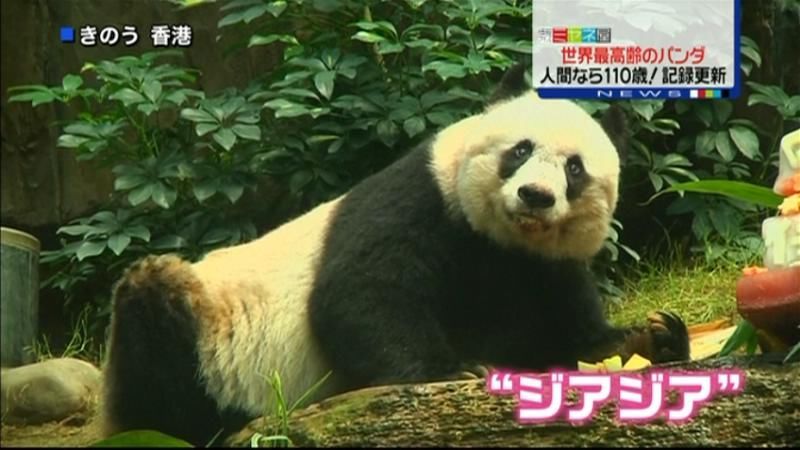 香港のパンダ「世界最高齢」ギネス記録認定