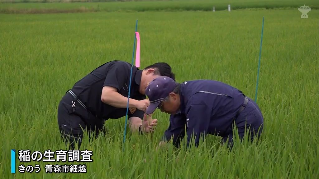 稲の生育は順調　「栽培管理早めの準備を」