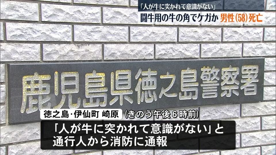 徳之島・闘牛用の牛でケガか　男性(58)死亡　「人が牛に突かれて意識がない」