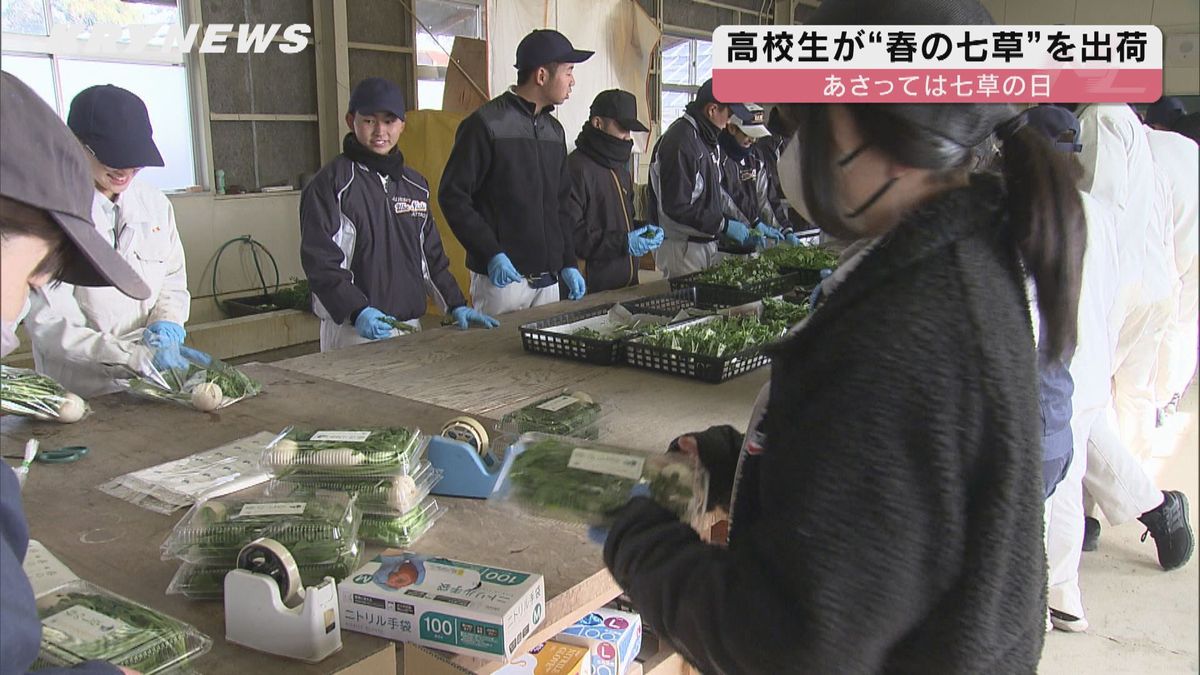 高校生が育てた七草を出荷 宇部西高校