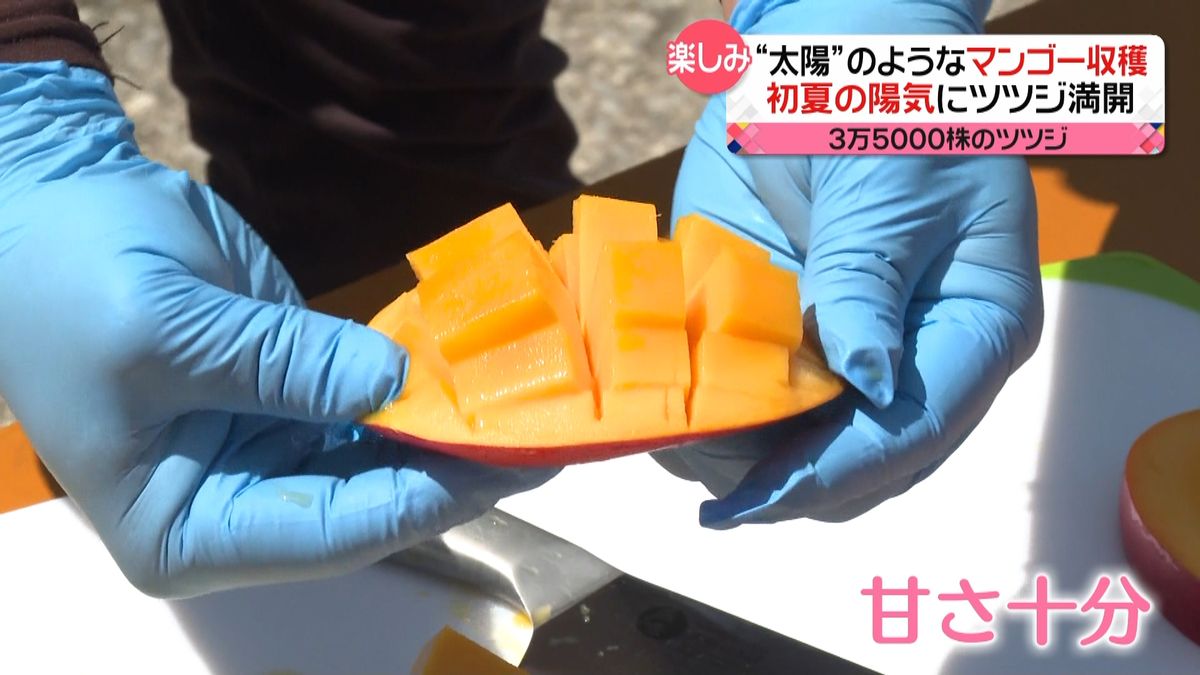初夏を感じるような1日　かき氷を食べる人も　宮崎のマンゴーは「最高の出来」