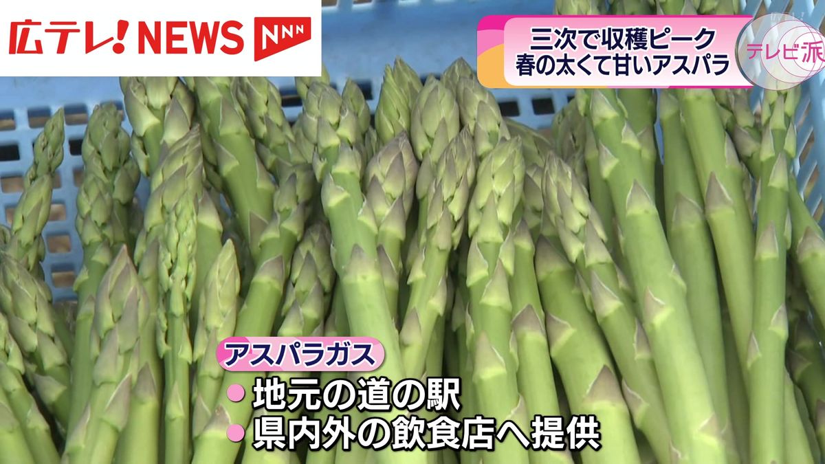 三次市でアスパラガスの収穫が最盛期　広島　