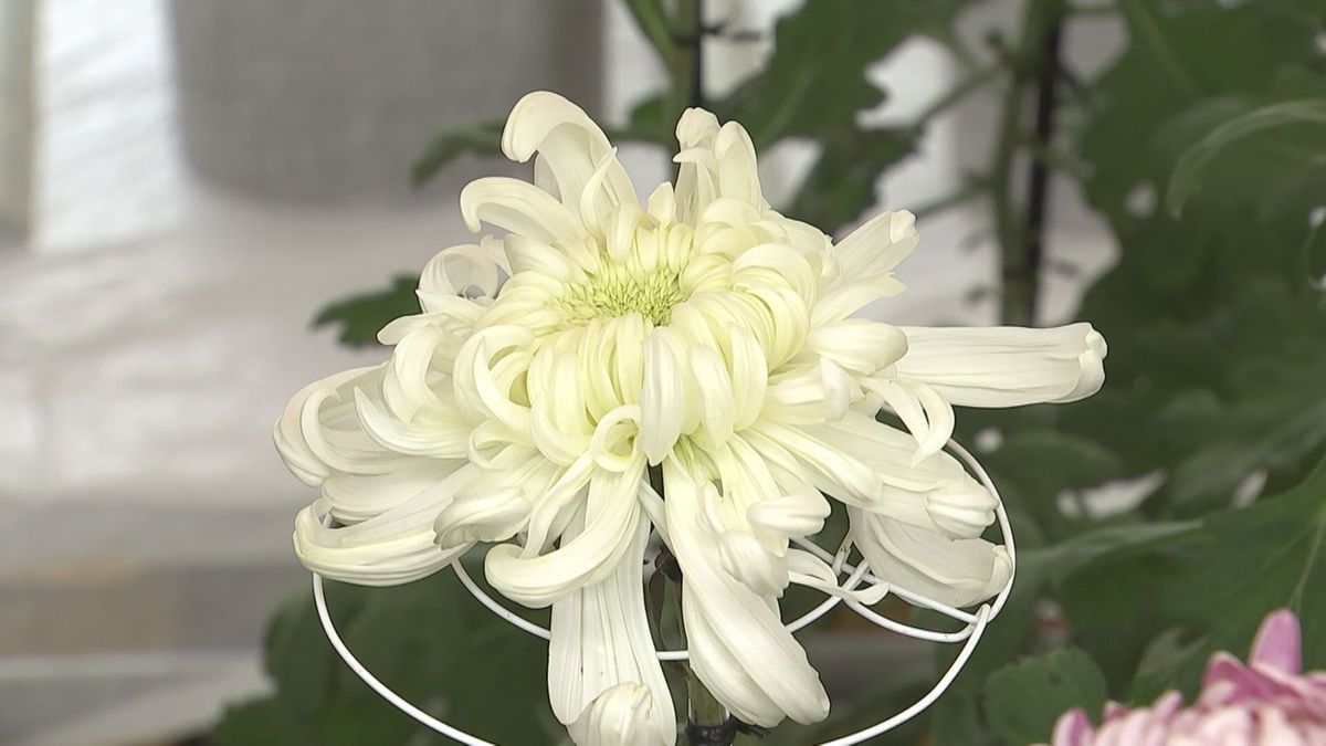 愛好家たちが丹精込めて育てた「菊花展」始まる　約250点が咲き誇る　大分