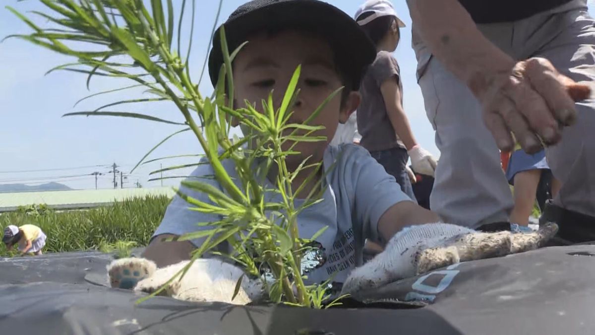 勝山市でコキアの苗1000株植えつけ　耕作放棄地活用して景観づくり　10月下旬には紅葉