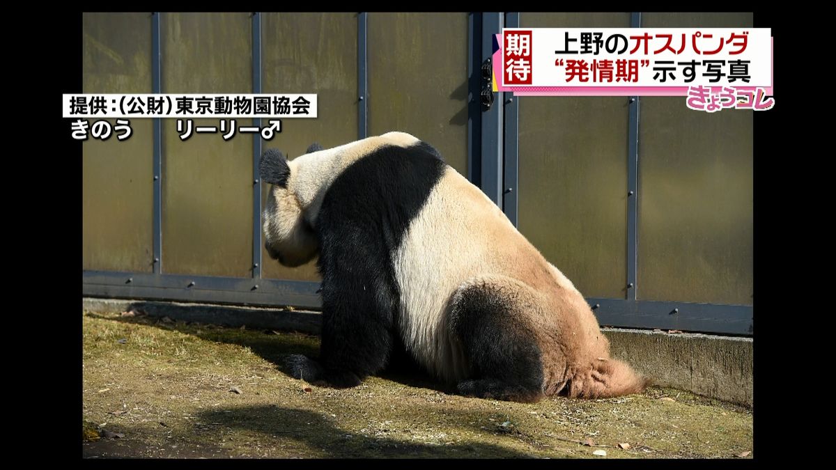 上野のパンダ・リーリー“発情期”示す写真