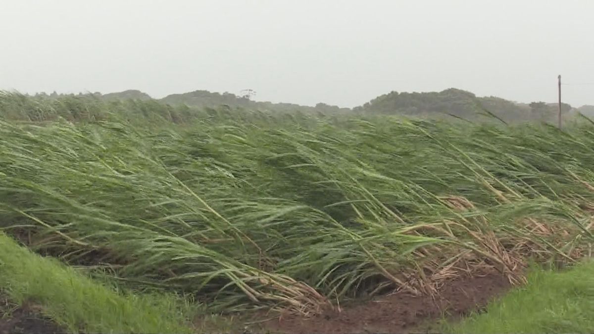 【台風10号】農作物などへの被害総額は約32億円に　サトウキビやオクラなど被害大