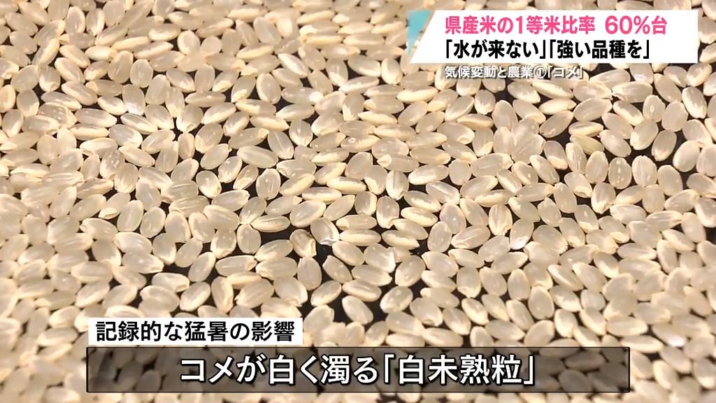 【特集】気候変動と農業① 「コメ」 青森県内の1等米比率60％台の衝撃 これからのコメづくりは