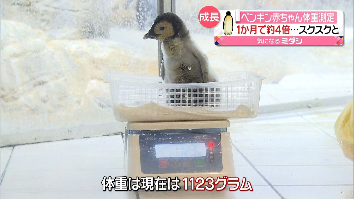 ペンギン赤ちゃんすくすく「計量記念日」