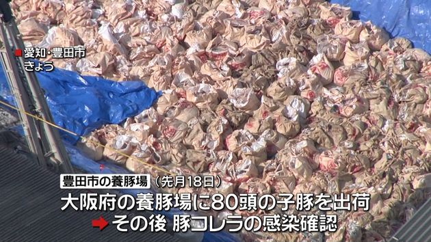 豚コレラの養豚場 県検査では 問題なし