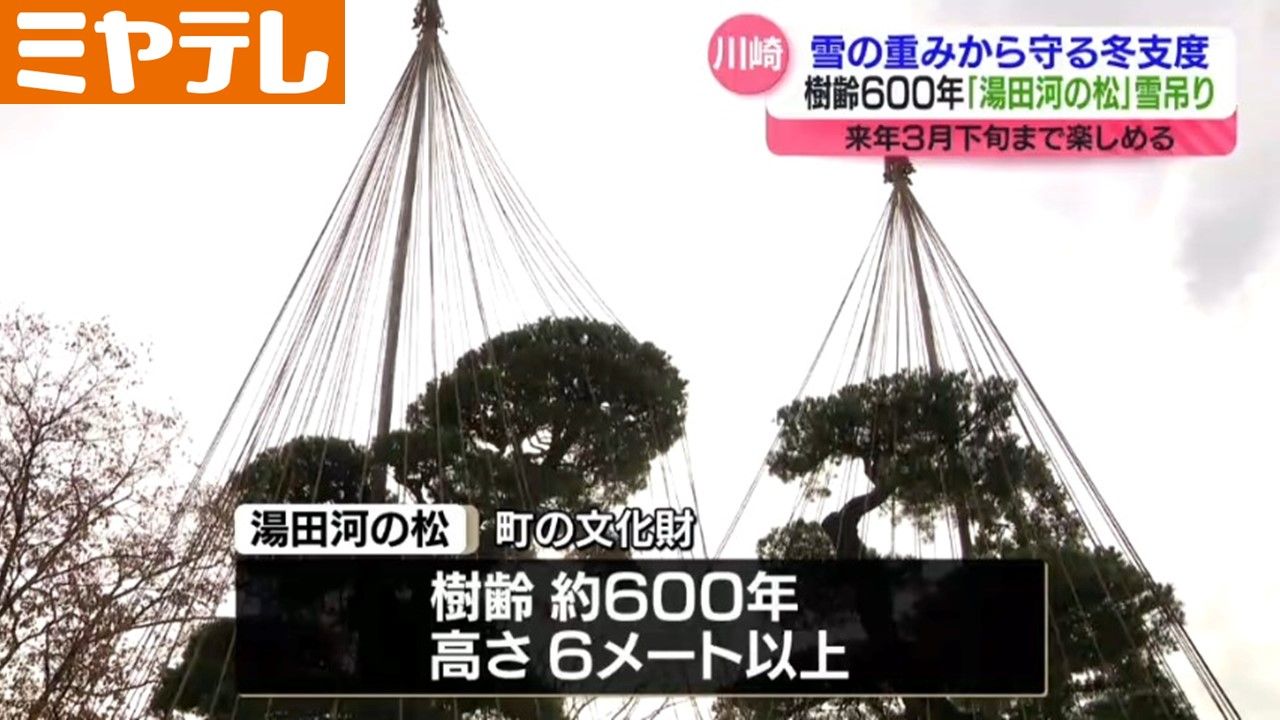 雪吊り＞樹齢600年の松の木 雪の重みから守る作業 「冬の風物詩です、冬の訪れ感じて頂ければ」（宮城・川崎町）（2024年11月27日掲載）｜日テレNEWS  NNN