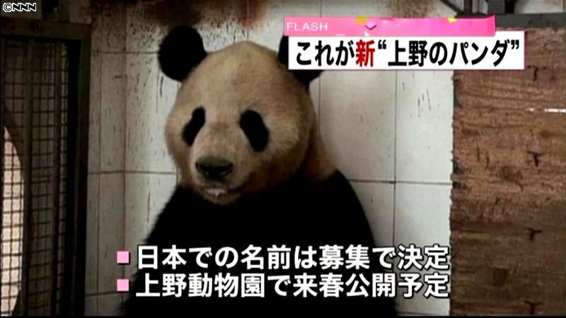 上野動物園の“新パンダ”撮影に成功