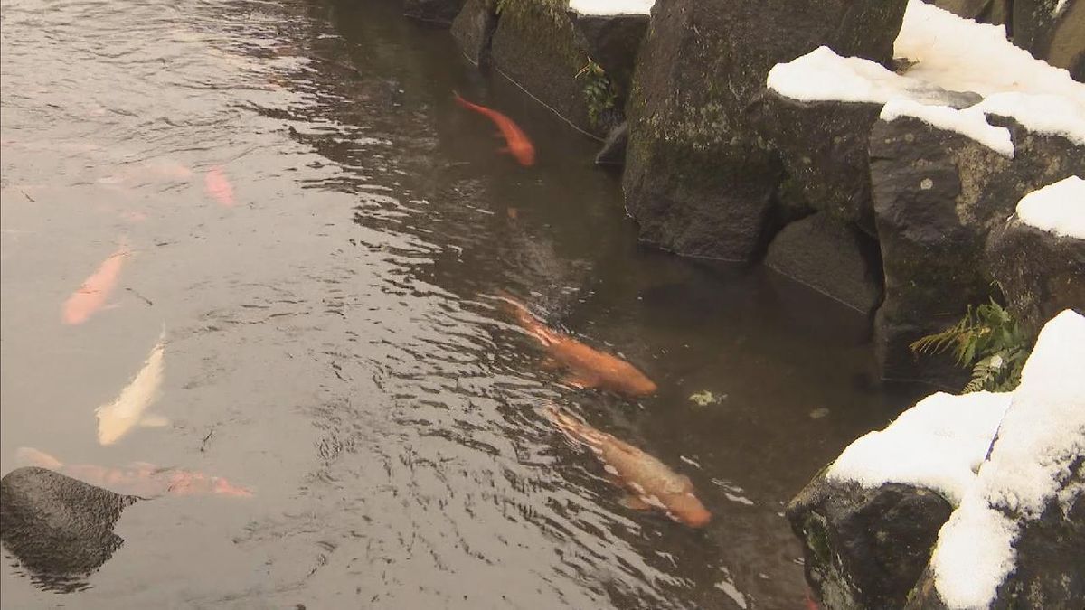 飛騨市・古川でコイの引っ越し