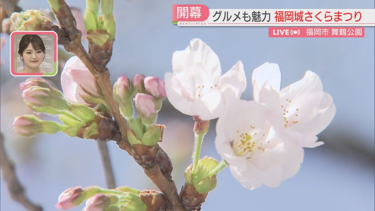 福岡で桜開花　各地の状況