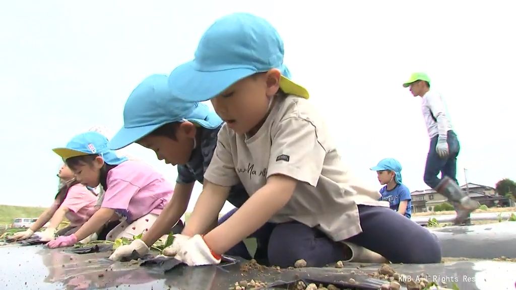 「おいしくなあれ」富山市の園児がサツマイモの苗を植え付け