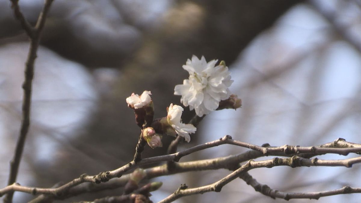 県内はポカポカ陽気　梅の花ほころび、カメラ片手に散策楽しむ　桜開花まであと少し　4月上旬から下旬並みの暖かさ