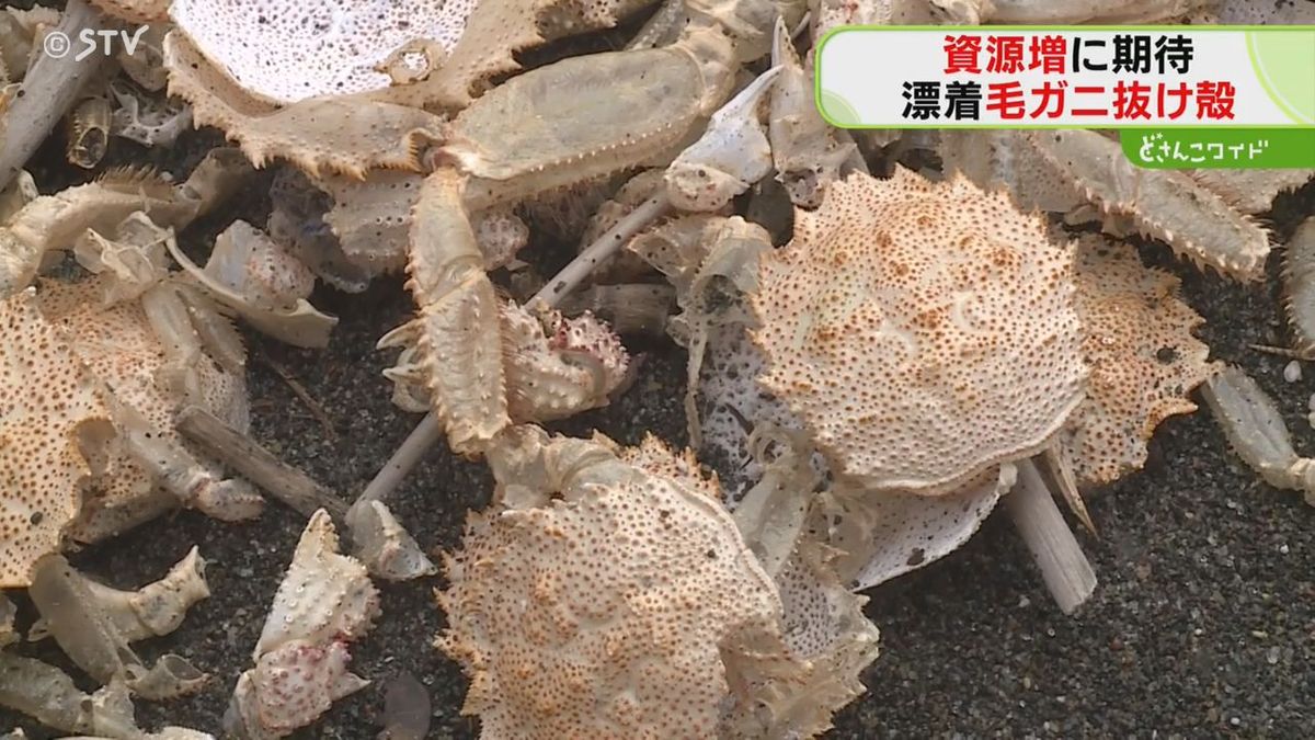 １．７キロずらーっと漂着したのは…なんと脱皮したカニの甲羅！真冬の海岸の珍事　北海道白老町