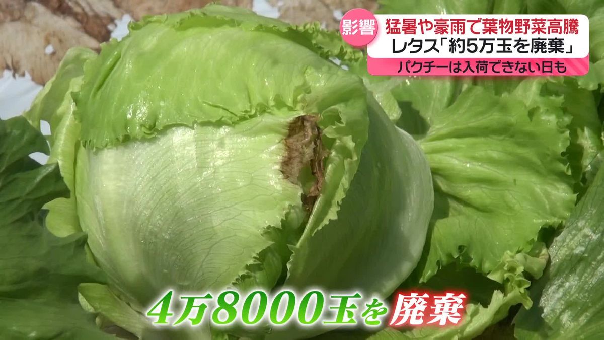 猛暑や豪雨で葉物野菜が高騰　農家「レタス約5万玉を廃棄」　ベトナム料理店「パクチー入荷できない日も」