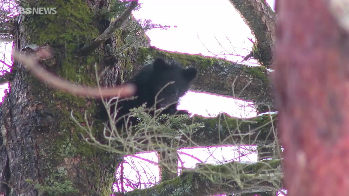 美郷町の小学校グラウンド脇でクマ目撃