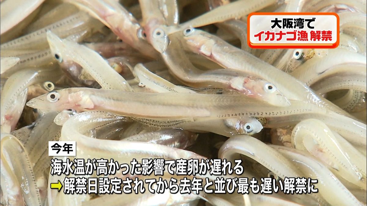 瀬戸内に春告げる…大阪湾でイカナゴ漁解禁