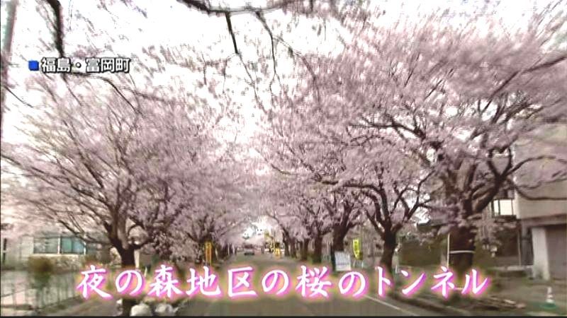 帰還困難区域の桜、静かに満開　福島
