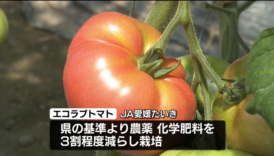農薬や化学肥料減らし栽培「エコラブトマト」の収穫ピーク 甘みと酸味のバランスよく
