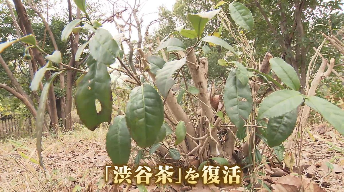 幻の「渋谷茶」復活へ　スクランブル交差点近くで"お茶の木”発見　かつて渋谷には…