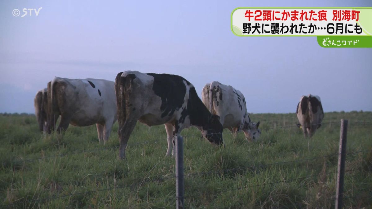 野犬に？牛２頭襲われる…北海道・道東の酪農のマチ・別海町で警戒強める　６月にも同地区で被害