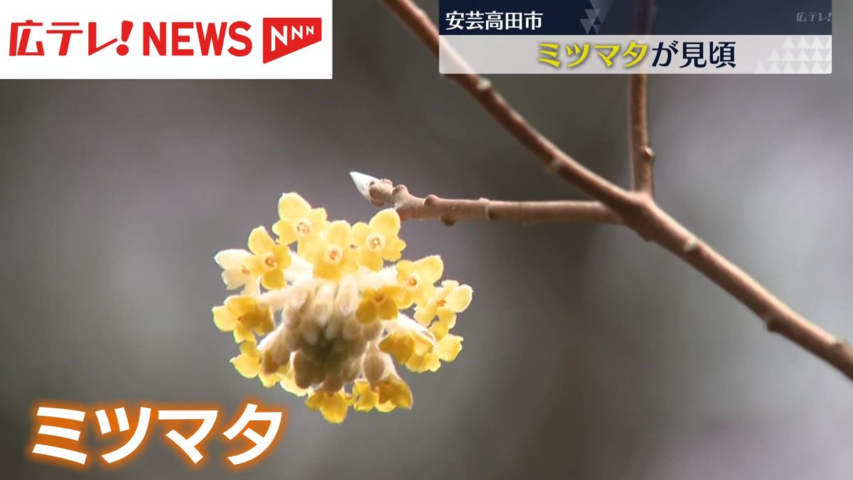 ミツマタが見ごろ　広島・安芸高田市