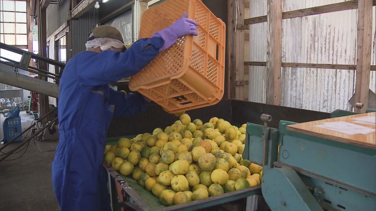 柚子果汁搾り作業始まる　ジャムやジュース、ポン酢の加工用の原料として全国に出荷　和歌山・古座川