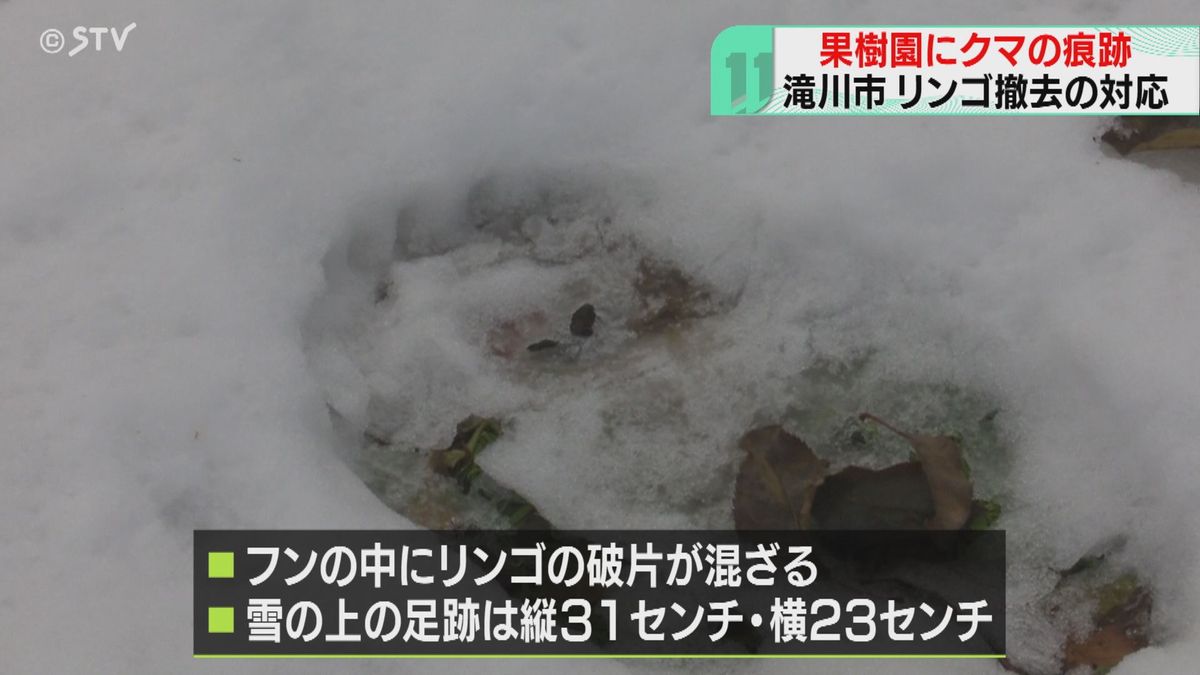 リンゴが散乱…果樹園にクマのフンや足跡　リンゴの枝切り落とすなど対応追われる　北海道滝川市