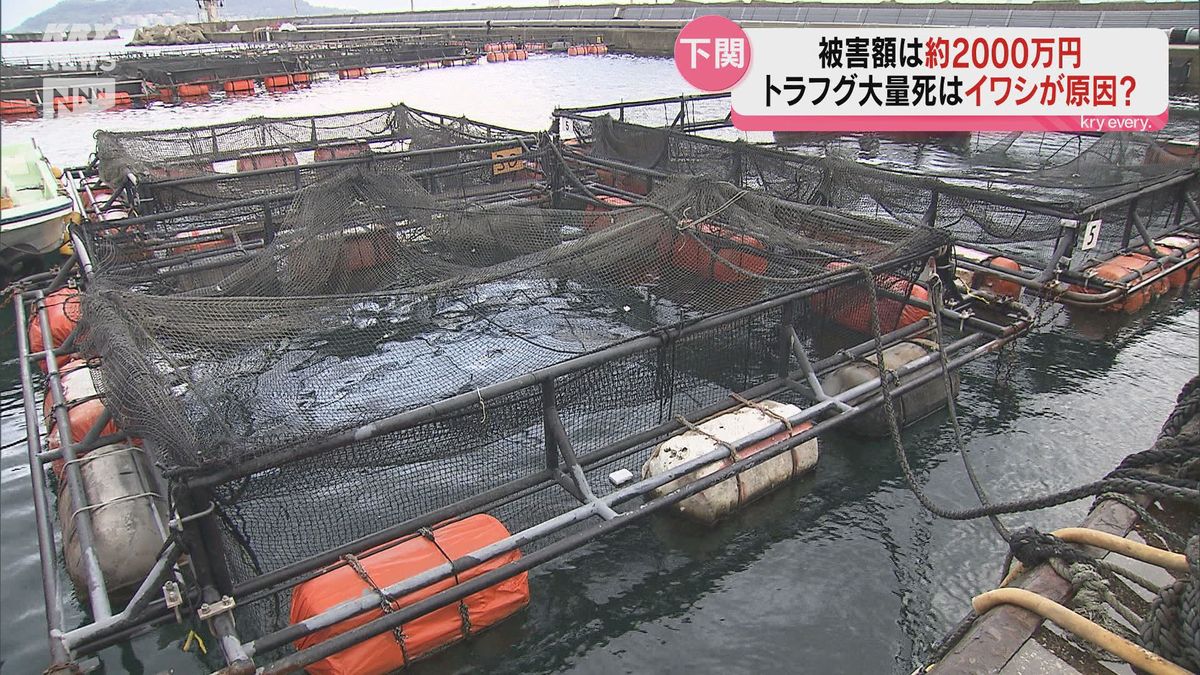 下関の養殖トラフグが大量死 その原因は…港に押し寄せた大量のイワシか