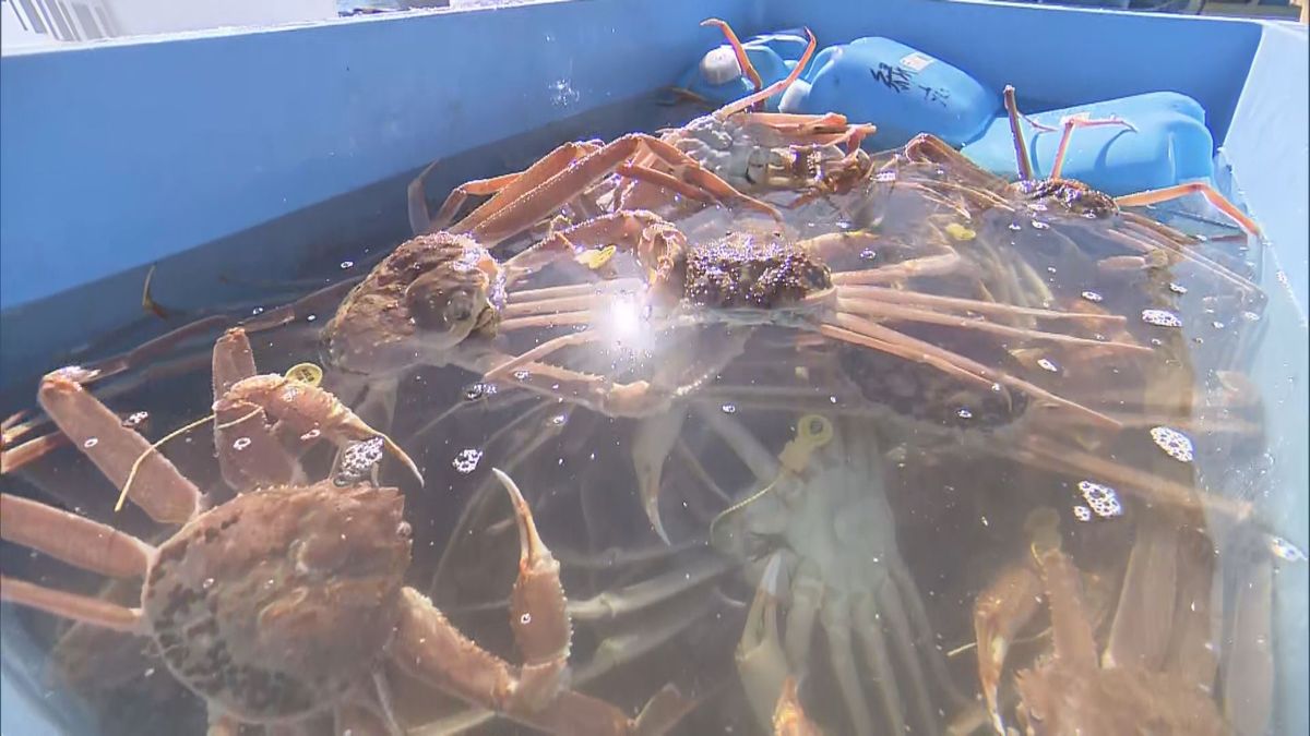 待ってました 冬の味覚の王者 越前がに漁始まる 解禁日から2日遅れ