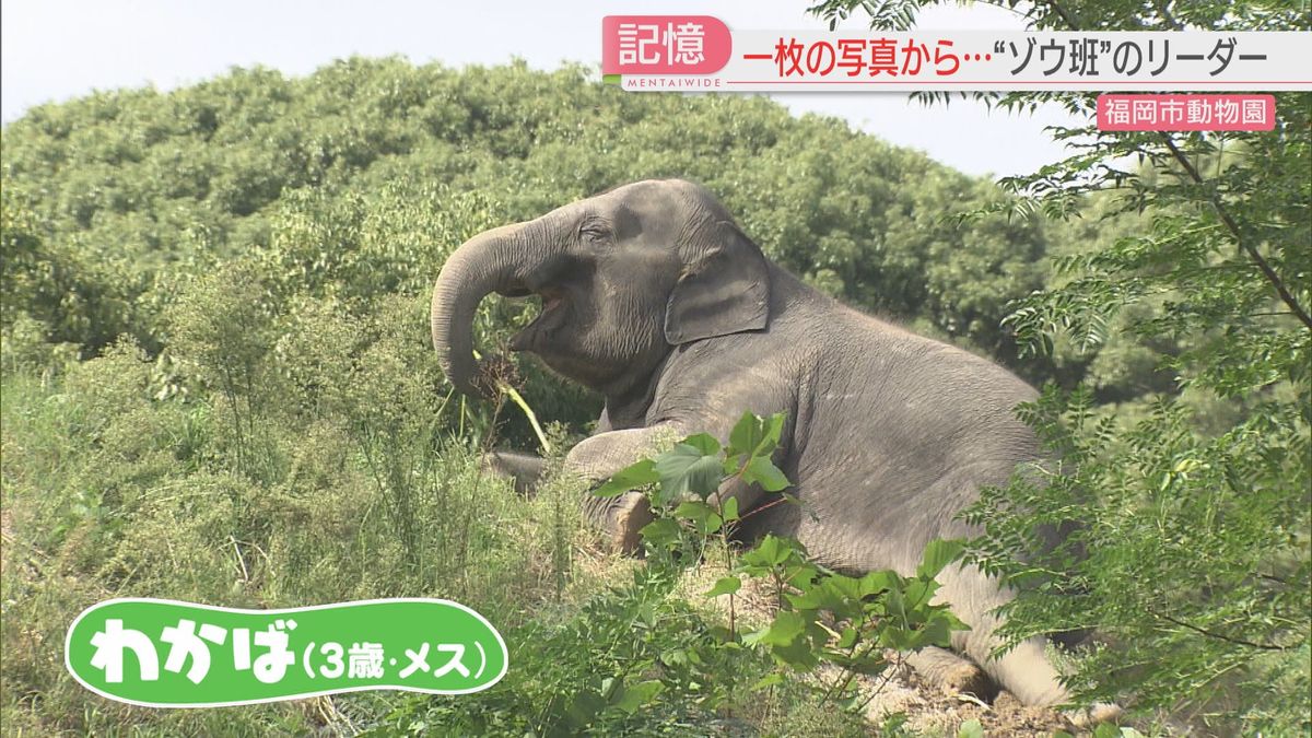 3歳の子ゾウ「わかば」