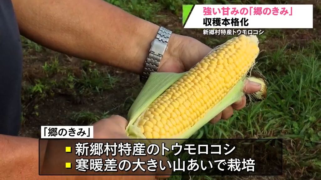 新郷村の若手生産者　強い甘みが特長のトウモロコシ「郷のきみ」収穫本格化