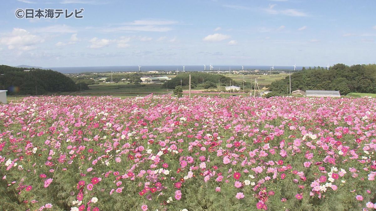 秋風に揺れるその光景はまさに”桃源郷”　コスモス畑が見頃を迎える　鳥取県大山町