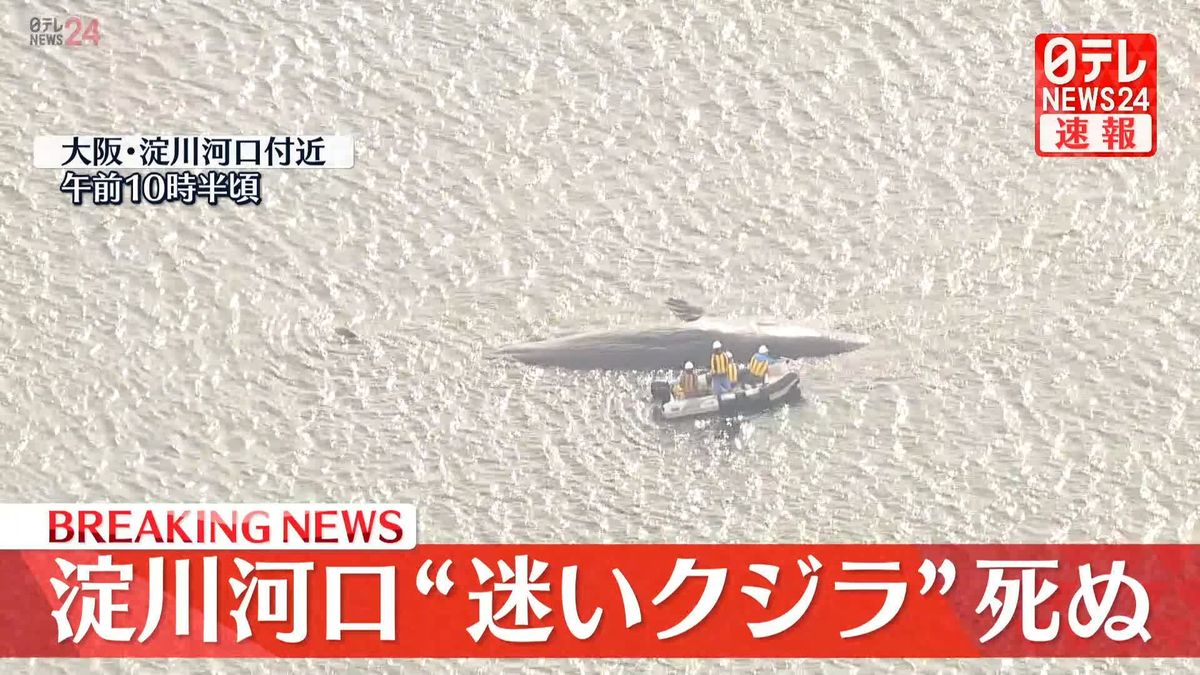 大阪湾・淀川河口の“迷いクジラ”死ぬ