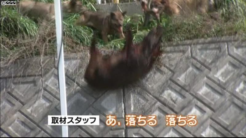カメラの前で野生のイノシシ捕獲　長崎