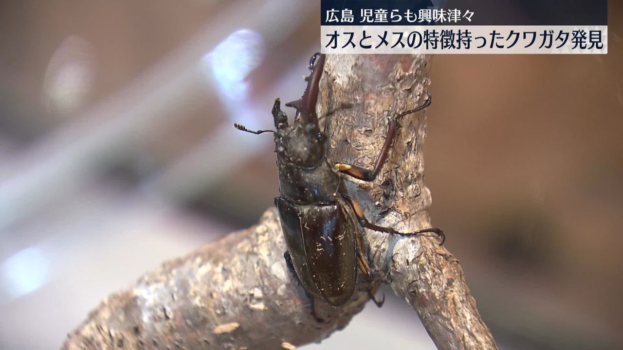 オスとメスの特徴もった“非常に珍しい”クワガタ発見 広島（2024年7月16日掲載）｜日テレNEWS NNN