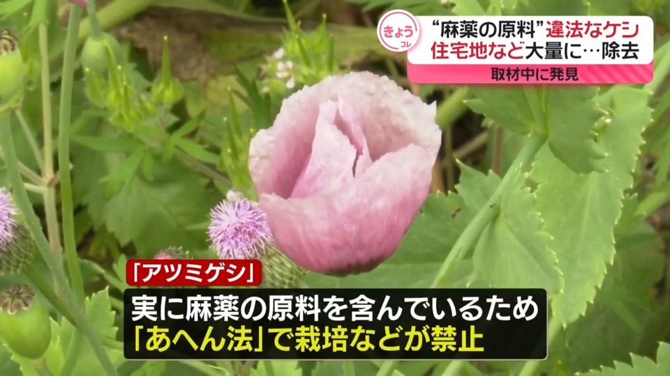 “麻薬の原料”違法なケシ　住宅地などで大量に…取材中のカメラマンが発見　約150本を除去　熊本・人吉市