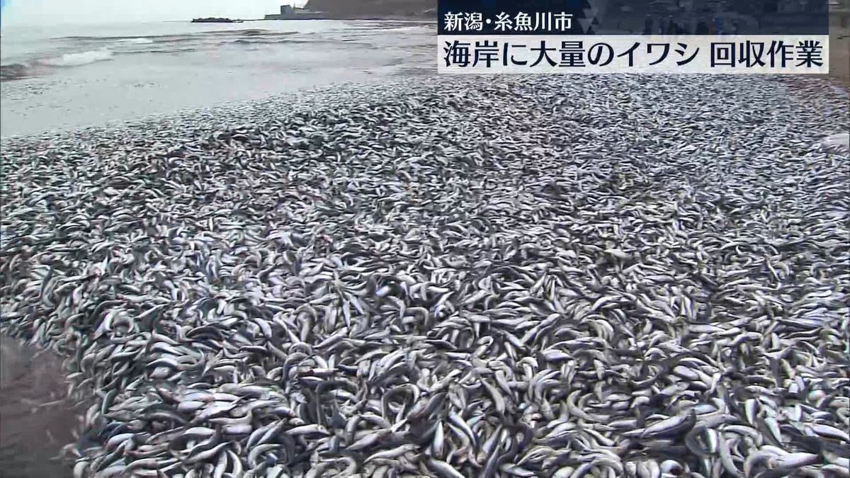 海岸に大量のイワシ…回収作業行われる　地元住民「初めて」　新潟・糸魚川市