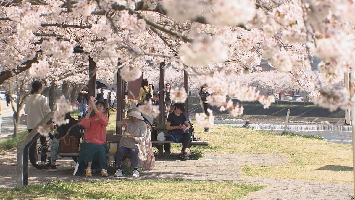 鶴岡市で最高気温30度超える真夏日　4地点で4月の観測史上最高　暑さ対策しながらの花見に