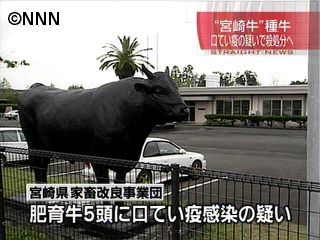 宮崎牛の種牛、口蹄疫感染の疑いで殺処分へ