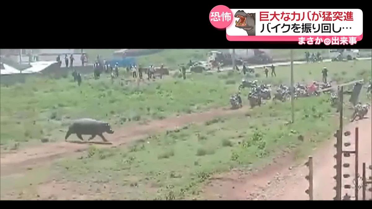 大きな口でバイクを…巨大なカバが突進し暴れる　ケニア