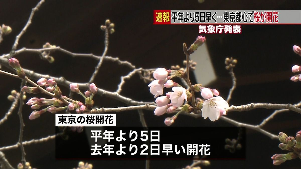 東京都心で桜の開花発表　平年より５日早く