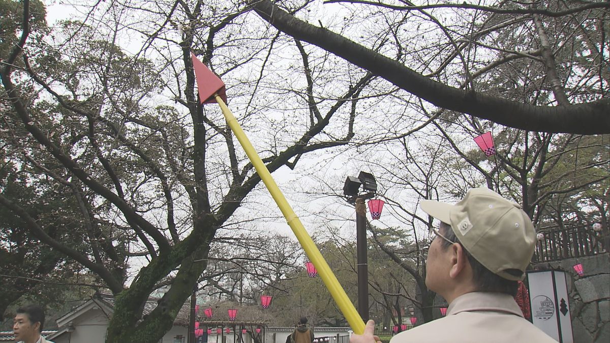 北九州市は独自に標本木を設定