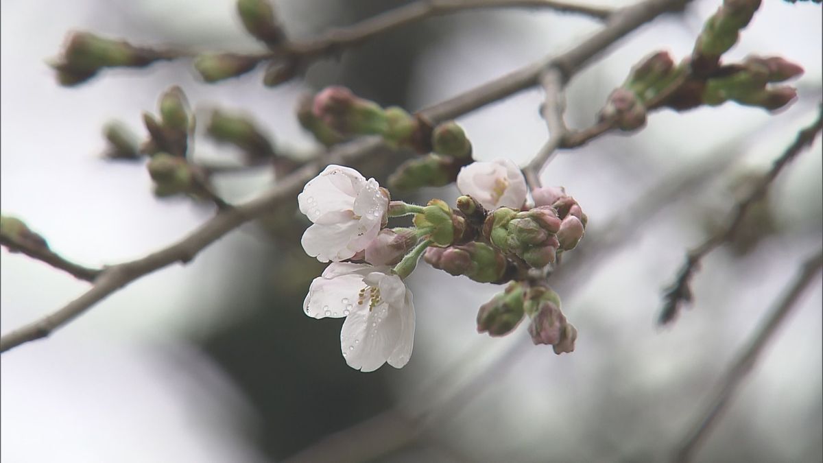 【速報】北九州市が桜の開花を独自発表　去年より5日遅く　満開は1週間から10日後の見込み