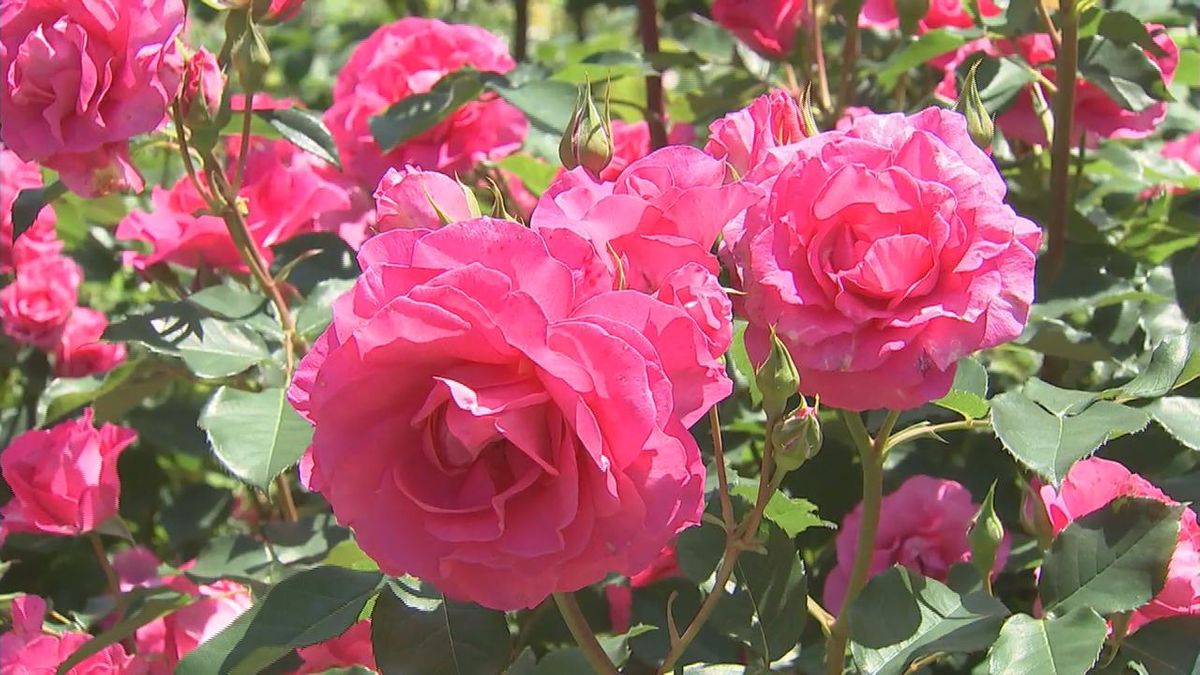 個性豊かな「1000品種のバラ」が来園者を魅了　大神ファームでまもなく満開　大分